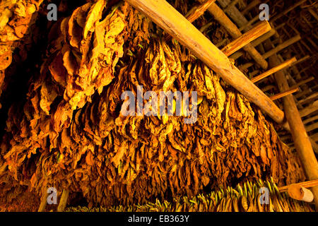 Foglie di tabacco appesa ad asciugare in un granaio, Valle de Viñales Pinar del Río Provincia, Cuba Foto Stock