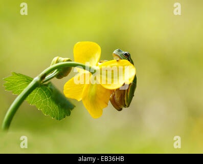 Raganella (Hyla arborea) su Marsh Calendula (Caltha palustris), Kramsach, Distretto di Kufstein, Nord Tirolo Tirolo, Austria Foto Stock