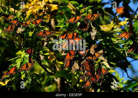 Farfalle monarca (Danaus plexippus) di appoggio durante la loro migrazione dal Canada al Messico, punto Pelée Nationalpark Foto Stock