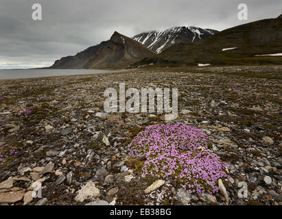 Moss Campion o cuscino rosa (Silene acaulis), isola Spitsbergen, arcipelago delle Svalbard Isole Svalbard e Jan Mayen, Norvegia Foto Stock