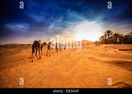 Caravan del cammello nel deserto del Sahara, Marocco Foto Stock