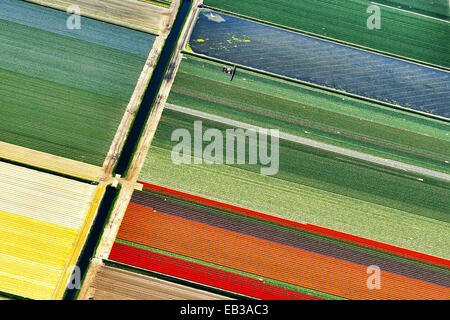 Veduta aerea dei campi di tulipano, Olanda del Nord, Paesi Bassi Foto Stock