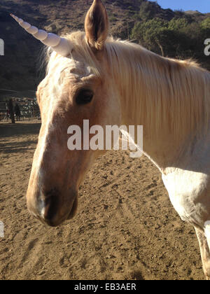 Unicorn in piedi nella penna su ranch Foto Stock