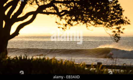 Stati Uniti, California, Los Angeles County, Malibu, vista di albero e seascape al tramonto