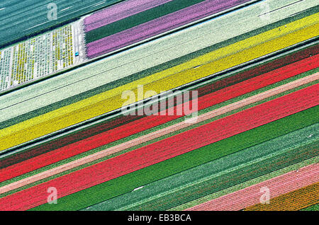 Veduta aerea dei campi di tulipano, Olanda del Nord, Paesi Bassi Foto Stock