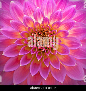 Close-up di rosa Fiore Dahlia Foto Stock