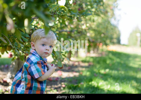 Ragazzo in un frutteto di mele di prelievo Foto Stock