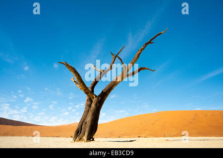 Morto il Camel Thorn (Acacia erioloba) sulla superficie di argilla in deadvlei, Namibia. Foto Stock