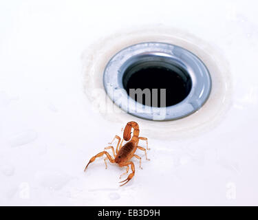 Scorpion da un foro spina Foto Stock