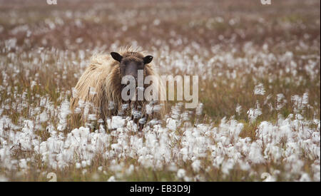 Lone pecore nel campo cottongrass, Islanda Foto Stock