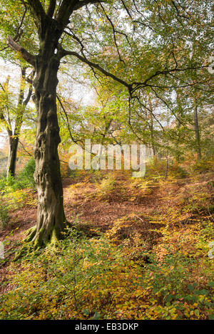 Colore di autunno nei boschi vicino a Hollingworth in Longdendale. Faggio ed alberelli con colori ricchi. Foto Stock