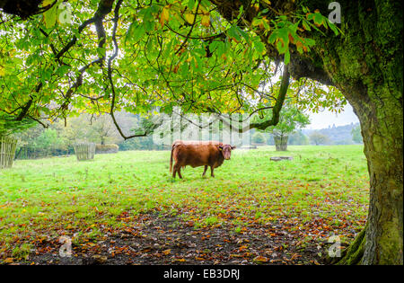 Vacca sospette in campo sotto albero a corte di Arlington, il National Trust museo delle carrozze, Devon, Inghilterra. Foto Stock