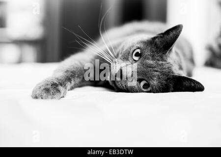 Gatto sdraiato sul divano Foto Stock