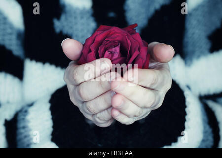 Close-up di una donna in un'azienda red rose nelle sue mani Foto Stock