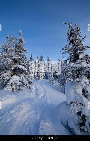Le vie e gli alberi sul pendio nevoso Foto Stock