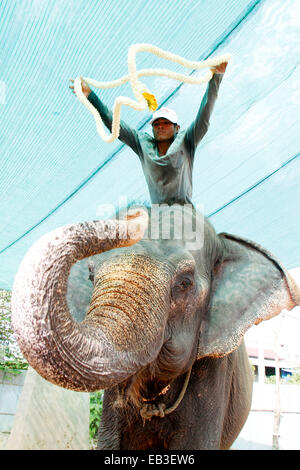 (141125) -- Phnom Penh, nov. 25, 2014 (Xinhua) -- Un uomo indossa una collana di Jasmine su elefante Sambo il collo in Phnom Penh Cambogia, nov. 25, 2014. Sambo, il famoso elefante conosciuto per anni come una delle capitale Phnom Penh più famose attrazioni, andrà in pensione a nord-est della Cambogia provincia zone di Mondulkiri questa settimana, il proprietario di un hotel e funzionario detto martedì. (Xinhua/Sovannara) Foto Stock