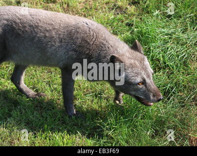 Artico o Polar volpe (Vulpes vulpes lagopus) a piedi da a distanza ravvicinata Foto Stock