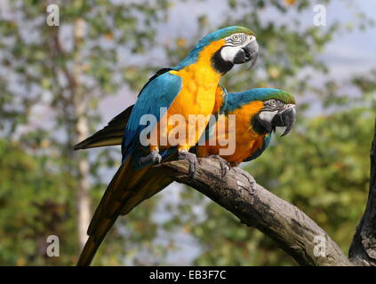 Due brioso blu-giallo (pappagalli ara ararauna) in close-up, posa su di un ramo Foto Stock