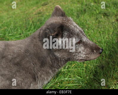 Captive Arctic o polari volpe (Vulpes vulpes lagopus) in estate rivestire, close-up nel profilo. Rotterdam Blijdorp Zoo, Paesi Bassi Foto Stock