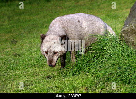 Arctic or Polar Fox (Vulpes lagopus) sniffing out a trail Foto Stock