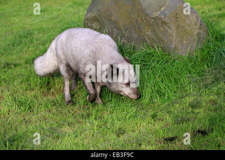 Arctic or Polar Fox (Vulpes lagopus) sniffing out a trail Foto Stock