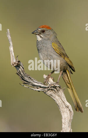 Verde-tailed Towhee - Pipilo chlorurus - per adulti Foto Stock