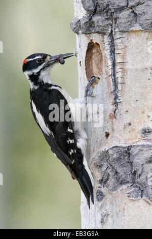 Picchio pelose - Picoides villosus - maschio Foto Stock