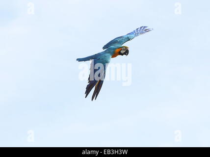 Sud Americana di colore blu e giallo macaw (Ara ararauna) in volo anche noto come blu e oro Macaw Foto Stock