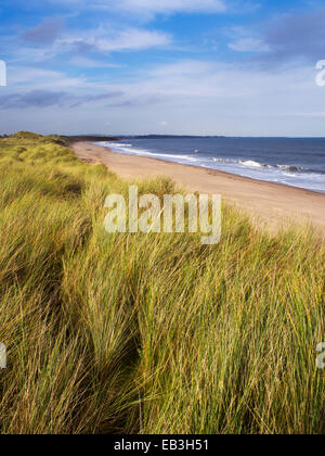 Erbe di dune lungo la spiaggia di Warkworth Northumberland Coast Inghilterra Foto Stock