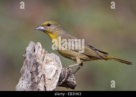 Tanager epatica - Piranga flava - femmina Foto Stock