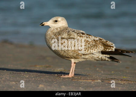 American Aringa Gull - Larus smithsonianus - primo inverno Foto Stock