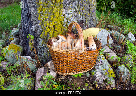 Funghi funghi nel vecchio cesto di vimini vicino a tronco di albero Foto Stock