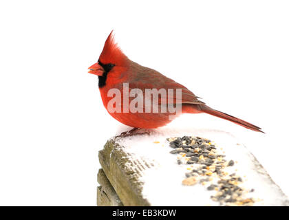 Un maschio cardinale arroccato su di una recinzione. Foto Stock