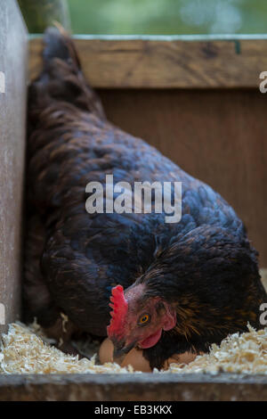 Black Gamma gratuita hen seduta sulle uova di gallina casa. Foto Stock