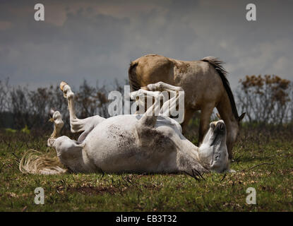 New Forest pony in rotolamento sulla sua schiena con i piedi in aria. Foto umoristiche. Foto Stock