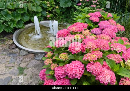 Big-lasciava ortensia (Hydrangea macrophylla) in un perenne giardino con una fontana Foto Stock