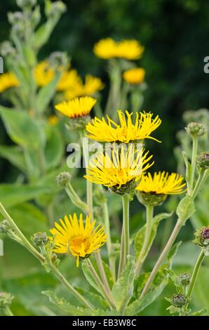 Enula (Inula helenium) Foto Stock