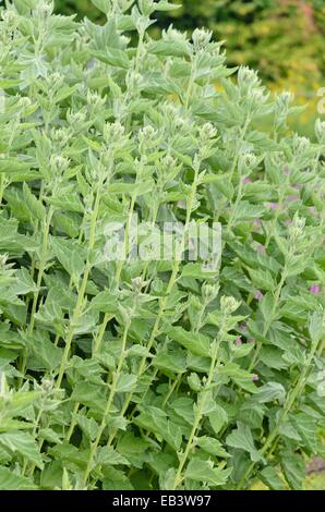 Altea (Althaea officinalis) Foto Stock