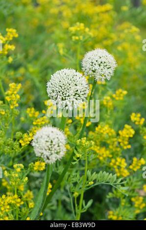 Giardino cipolla (Allium cepa) e comuni ruw (Ruta graveolens) Foto Stock