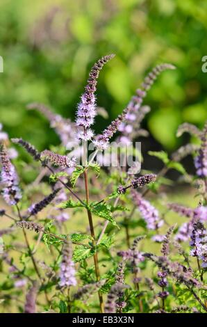 Menta verde (Mentha spicata) Foto Stock