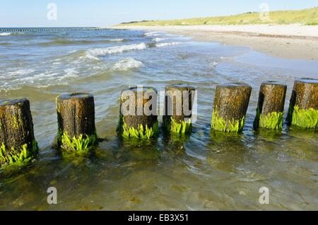 Struttura di frangionde con alghe, mar Baltico, Germania Foto Stock