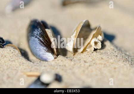 Blu (Cozze Mytilus edulis) Foto Stock