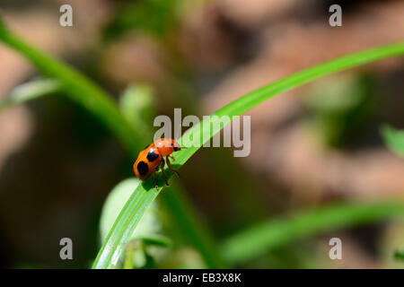 Lady bug Foto Stock