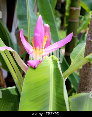 Luminose un bellissimo fiore foglie di banano Foto Stock