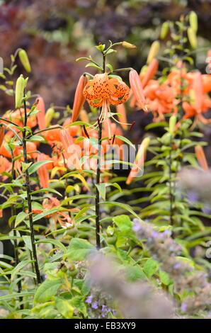 Tiger lily (lilium lancifolium 'splendens' syn. Lilium tigrinum 'splendens') Foto Stock