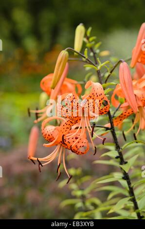 Tiger lily (lilium lancifolium 'splendens' syn. Lilium tigrinum 'splendens') Foto Stock