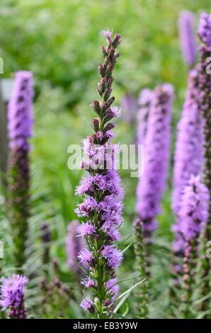 Dense blazing star (liatris spicata) Foto Stock