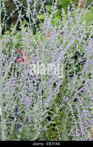 Il russo salvia (perovskia abrotanoides 'little guglia') Foto Stock