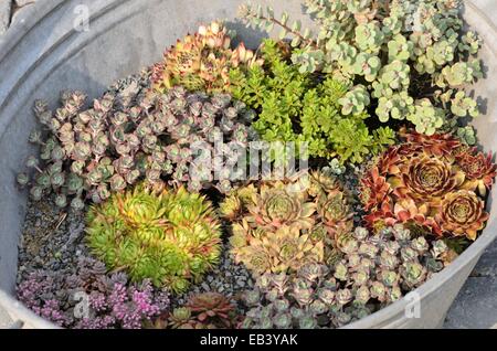 Houseleeks (sempervivum) e stonecrops (sedum) in un trogolo di stagno Foto Stock