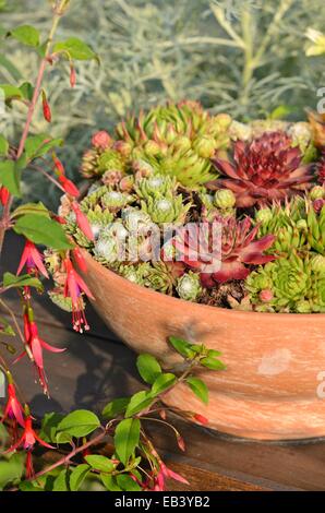 Houseleeks (sempervivum) in un vaso di fiori Foto Stock